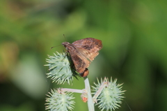Theagenes dichrous