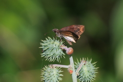 Theagenes dichrous