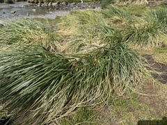 Poa flabellata