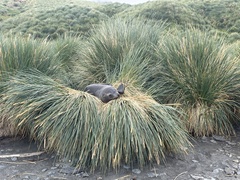 Poa flabellata