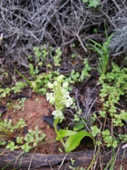 Pterygodium volucris