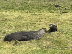 Arctocephalus gazella