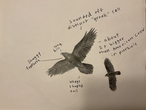 Grand Corbeau