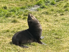 Arctocephalus gazella