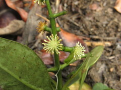 Clusiaceae