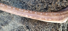 Beringraja binoculata