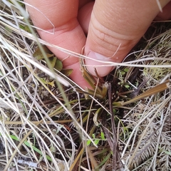 Aciphylla