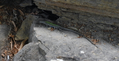 Podarcis muralis nigriventris
