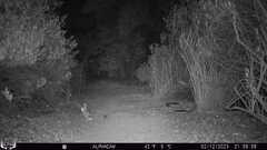 Sylvilagus audubonii