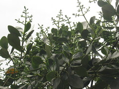 Clusiaceae