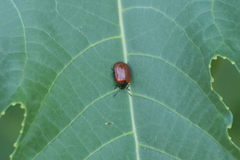 Plagiodera erythroptera