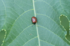Plagiodera erythroptera