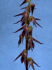 Genoplesium filiforme