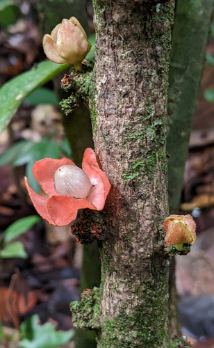 Heisteria cauliflora (Heisteria cauliflora)