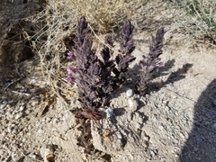 Aphyllon cooperi