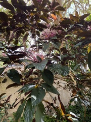 Clerodendrum quadriloculare