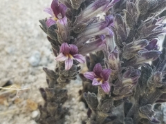 Aphyllon cooperi
