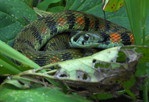 Chinese Tiger Keelback