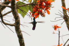 Anthracothorax prevostii