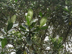 Clusiaceae