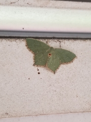 Chloropteryx tepperaria