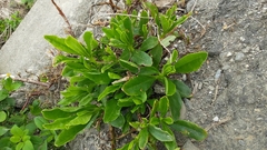 Talinum fruticosum