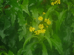 Senecio rufiglandulosus