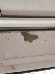 Chloropteryx tepperaria