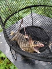 Didelphinae