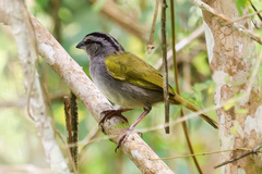 Arremonops conirostris