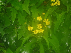 Senecio rufiglandulosus