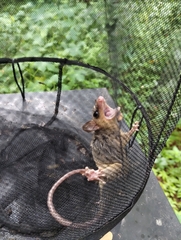 Didelphinae