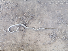 Philodryas chamissonis