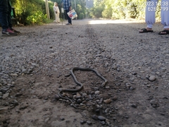 Philodryas chamissonis