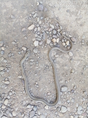 Philodryas chamissonis