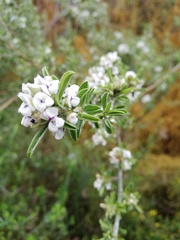 Psoralea spissa