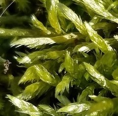 Entodon seductrix
