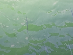 Tylosurus crocodilus