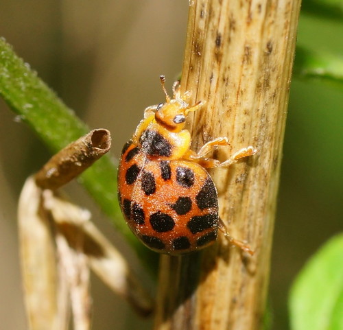 Henosepilachna vigintisexpunctata (Boisduval, 1835)