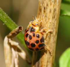 Henosepilachna vigintisexpunctata