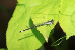 Enallagma annexum