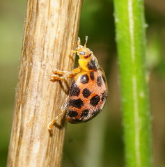 Henosepilachna vigintisexpunctata