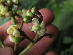 Clusiaceae