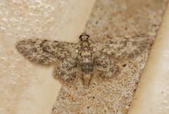 Gymnoscelis acidna