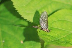 Hexagenia bilineata