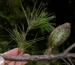 Hakea bakeriana