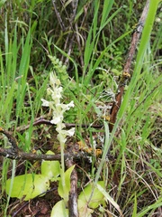 Pterygodium volucris