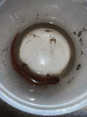 Pseudotriton montanus montanus