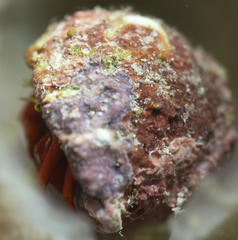 Cerithium litteratum