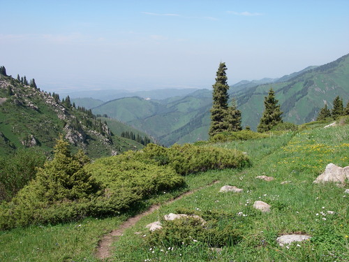 Image of Juniperus pseudosabina by (c) Oleg Kosterin, some rights reserved (CC BY)